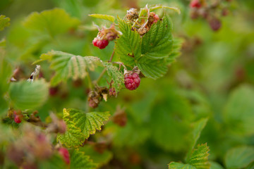 framboisiers sauvages