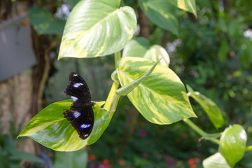 black butterfly lost wing on leaf 