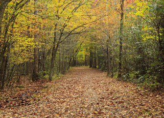 Path in the Woods at Fall Season
