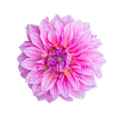 Pink dahlia Isolated on white background