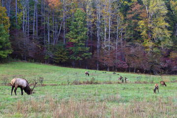 Elk and Turkeys in a Field