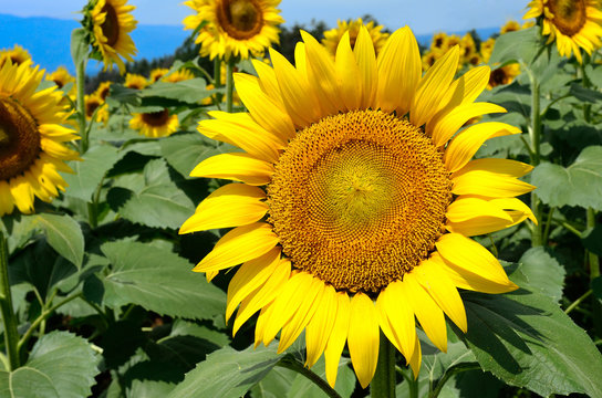 close-up of a beautiful sunflower in a field, Hokuto, Yamanashi, Japan
