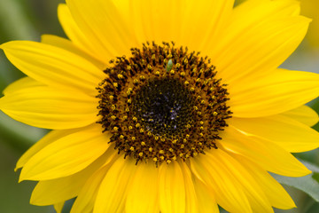 Obraz premium Closeup of sunflowers.
