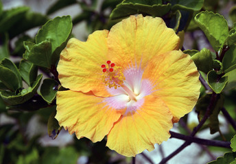 Yellow Hibiscus flower close up.