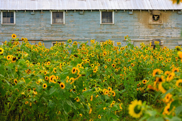 Obraz premium Field of sunflowers.