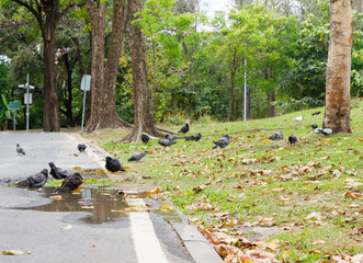 pigeon shower  small pool in park