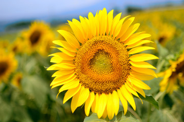 Fototapeta premium close-up of a beautiful sunflower in a field, Hokuto, Yamanashi, Japan 