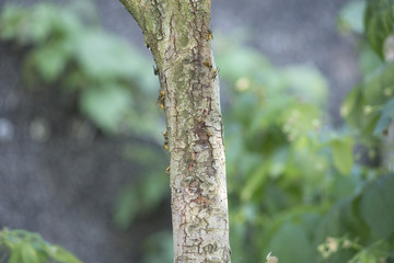 Rojenie os na drzewie