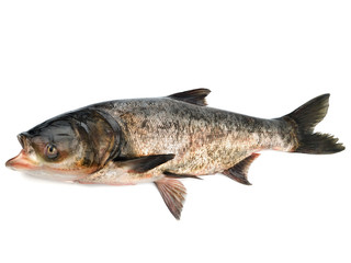 Bighead carp