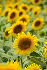 beautiful sunflower in a field, Hokuto, Yamanashi, Japan

