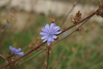 Fleur mauve