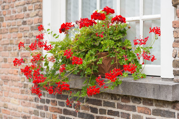 Windowsill with red flowering Pelargonium plants in pots