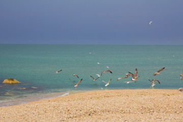 Gabbiani in volo prima dell'arrivo del temporale