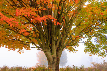 Lone maple tree during early morning fog on an autumn morning.