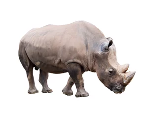 Papier Peint photo autocollant Rhinocéros Rhinocéros