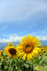 Obraz premium beautiful sunflower in a field, Hokuto, Yamanashi, Japan 