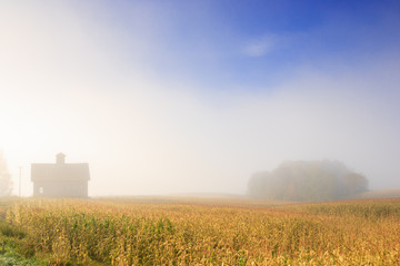 Country barn in a field of corn on a foggy morning.