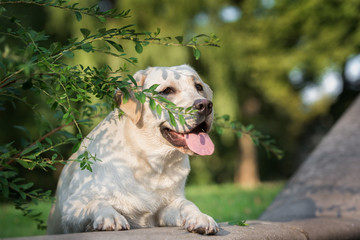 yellow labrador dog portrait