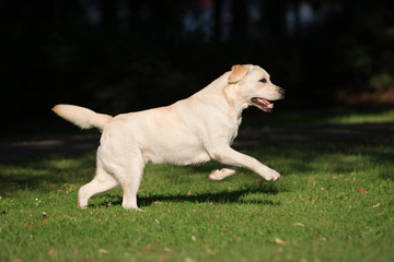 happy labrador dog running outdoors