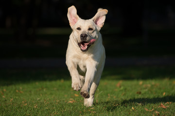 funny labrador dog running on grass