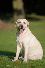 happy yellow labrador dog sitting on grass