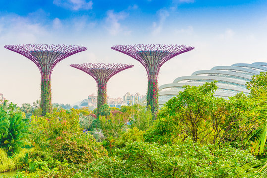 View of The Supertree Grove at Gardens by the Bay