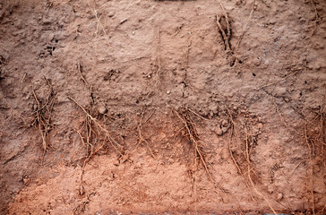 root of plant system in the underground soil