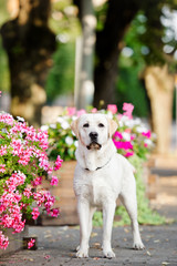 yellow labrador dog standing outdoors