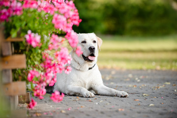 beautiful labrador dog lying down outdoors