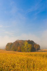 Obraz premium Country cornfield on an early foggy morning.