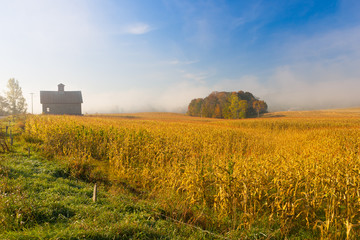 Plakat Country barn in a field of corn on a foggy morning.