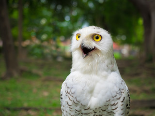 close up on snow owl in the park
