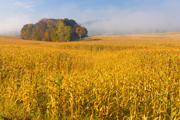 Country cornfield on an early foggy morning.