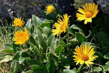 Arnica