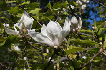 spring flower garden white magnolia closeup