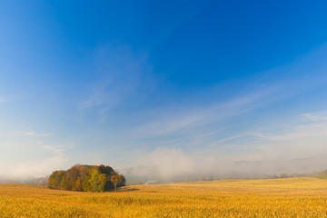 Naklejka premium Country cornfield on an early foggy morning.