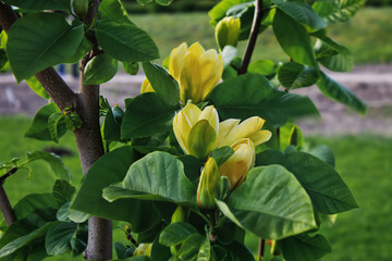 yellowmagnolia flower on a branch closeup