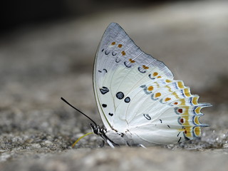 Butterfly OLYMPUS DIGITAL CAMERA