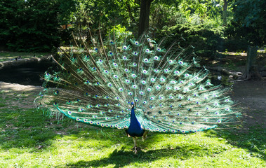 Obraz premium peacock
