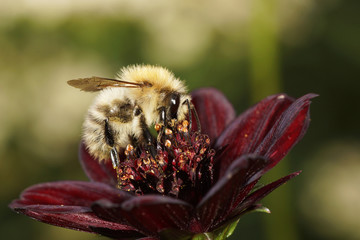 Brown-banded carder bee