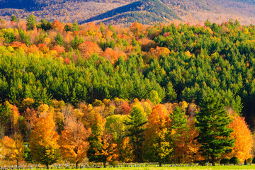 Fototapeta premium Maple trees on a hillside in Vermont during peak foliage season.