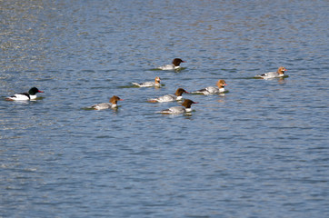 Flock of Common Merganser Swimming in the Lake