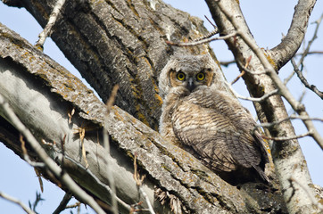 Young Owlet Making Direct Eye Contact with You