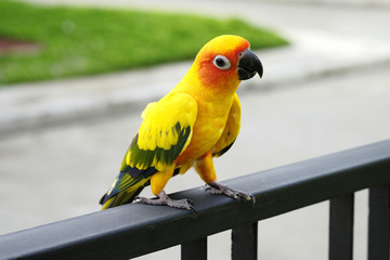 Lovely Sun Conure parrot on the branch