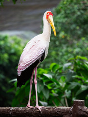 Yellow-billed stork