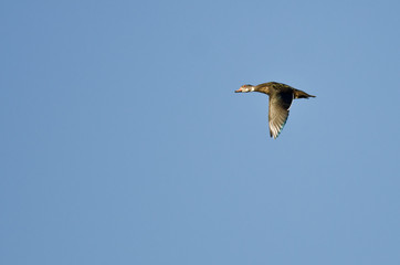 Male Wood Duck With Eclipse Plumage Flying in a Blue Sky