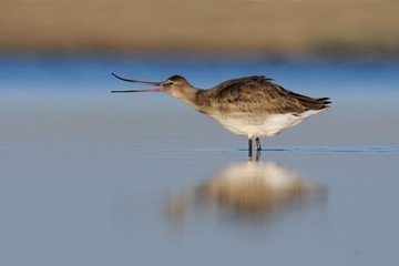 Black-tailed Godwit displays its flexible beak early in the morn