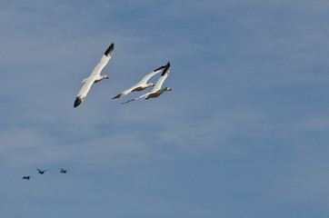 Three Snow Geese Flying in a Blue Sky