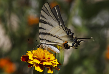 close up of Swallowtail butterfly sitting on marigold flower