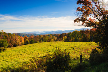 Maple trees on a hillside in Vermont during peak foliage season.